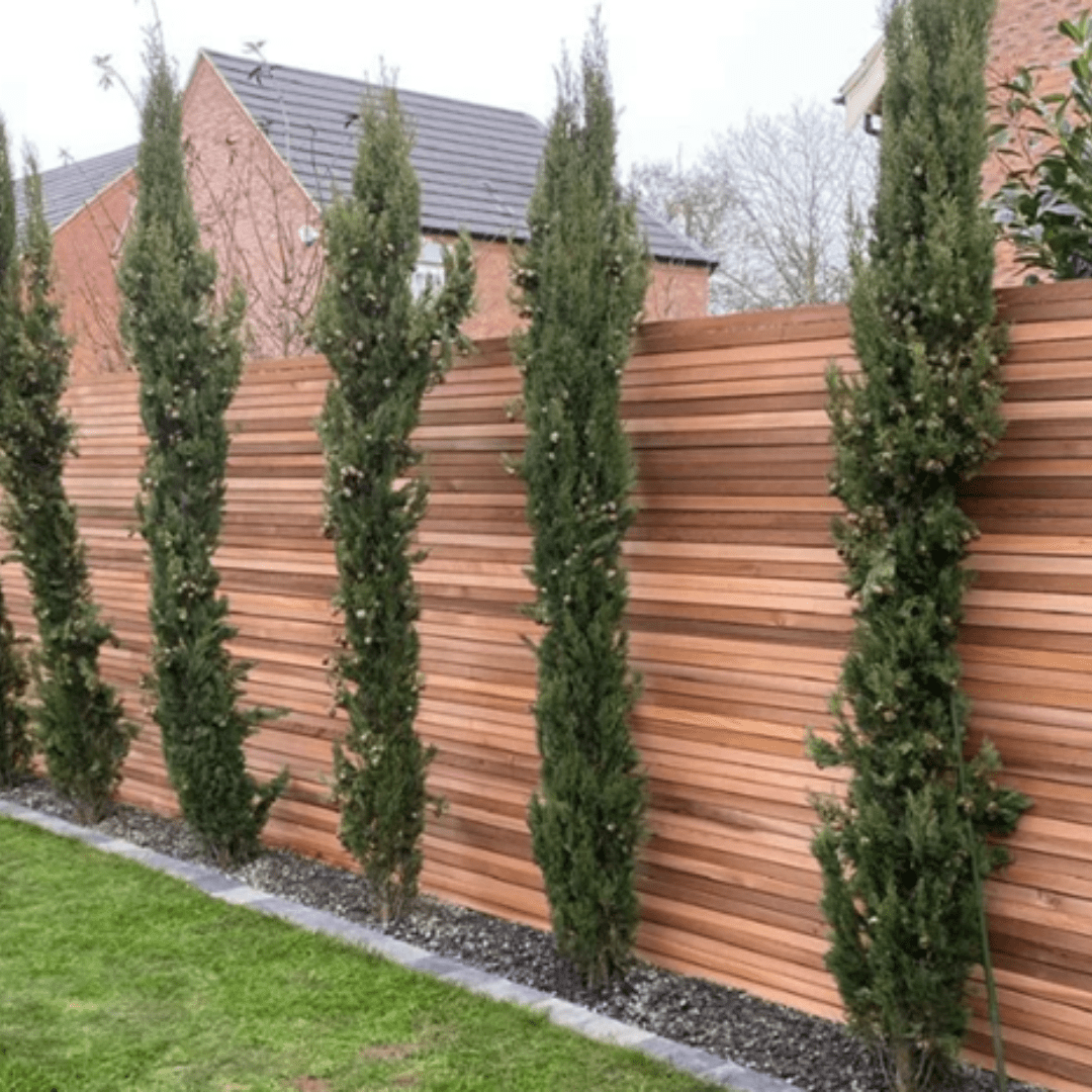 Canadian Western Red Cedar Slats